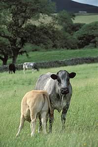 beef cattle